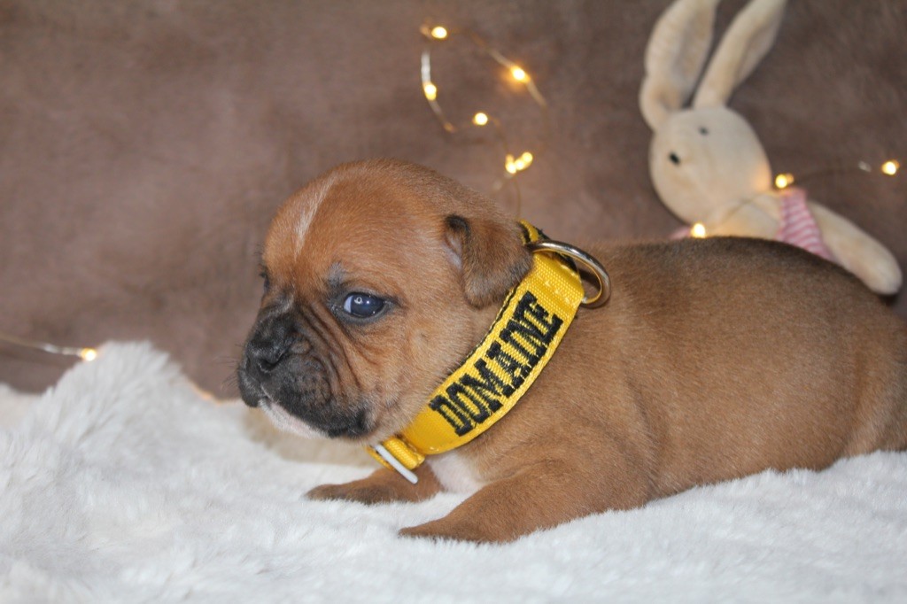 Du Domaine Du Doggy Dogs - Chiot disponible  - Staffordshire Bull Terrier