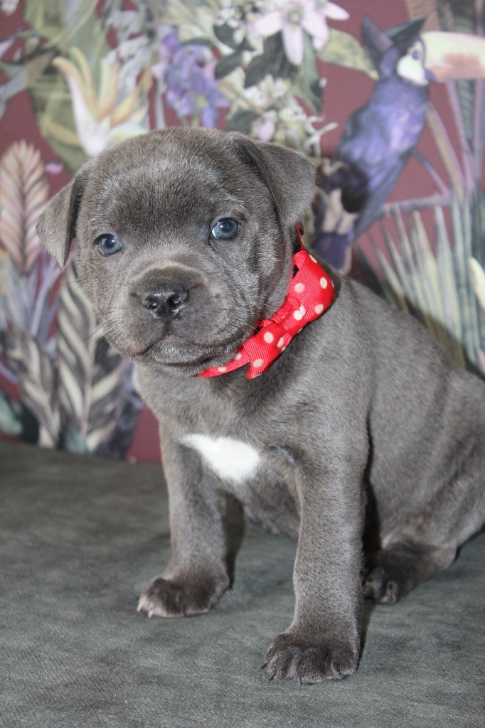 Du Domaine Du Doggy Dogs - Chiot disponible  - Staffordshire Bull Terrier