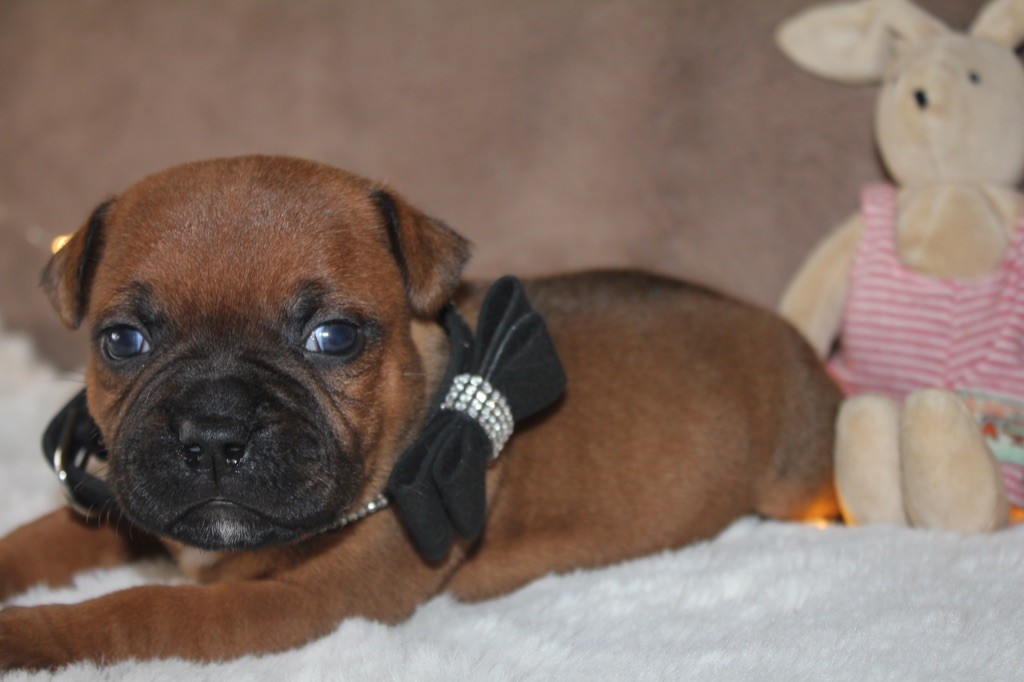 Du Domaine Du Doggy Dogs - Chiot disponible  - Staffordshire Bull Terrier