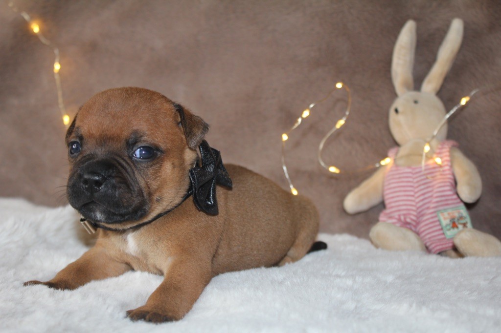 Du Domaine Du Doggy Dogs - Chiot disponible  - Staffordshire Bull Terrier