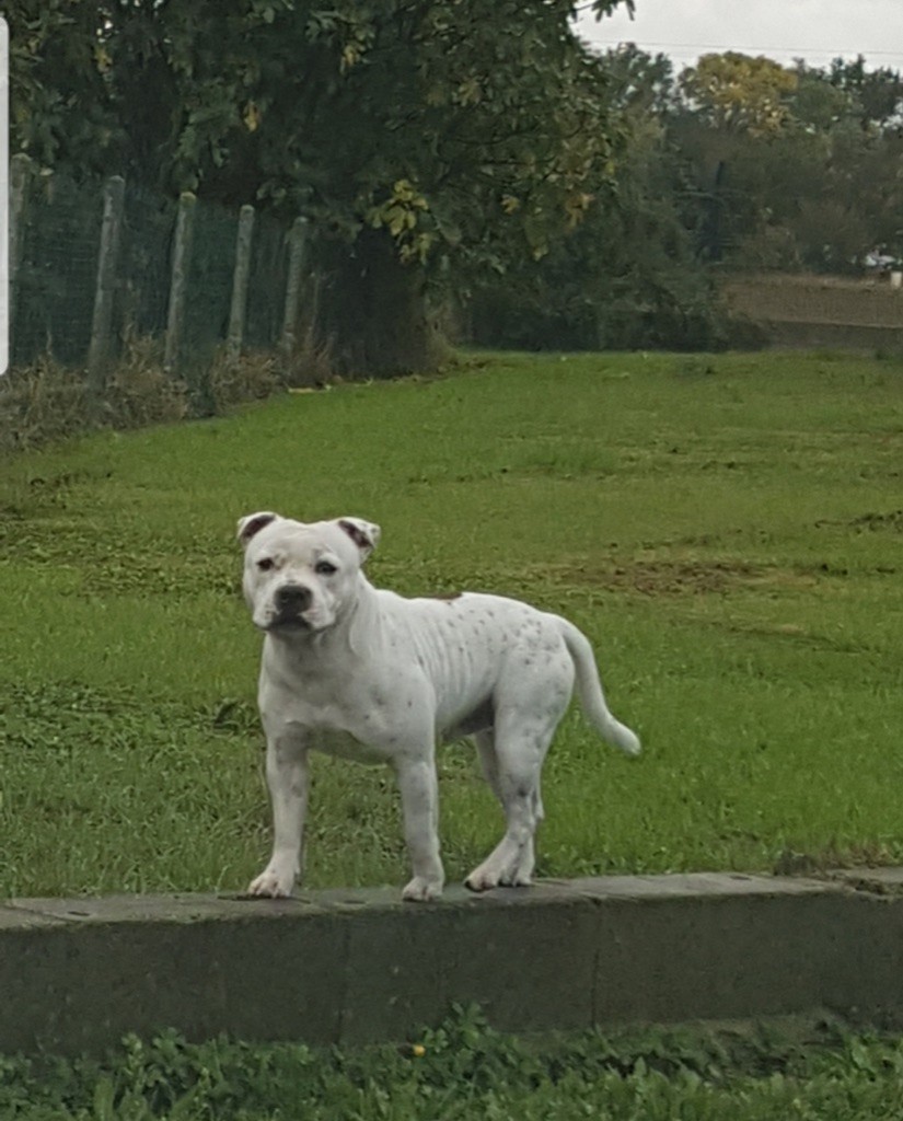 Original whit graduate dd'g domaine du doggy dogs